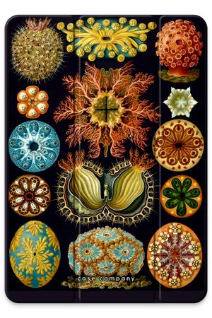 Haeckel Ascidiae