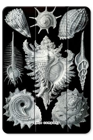 Haeckel Prosobranchia
