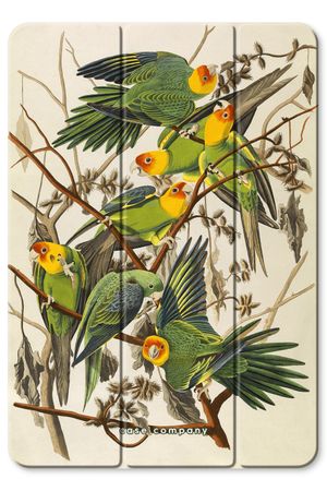 Il parrocchetto della Carolina