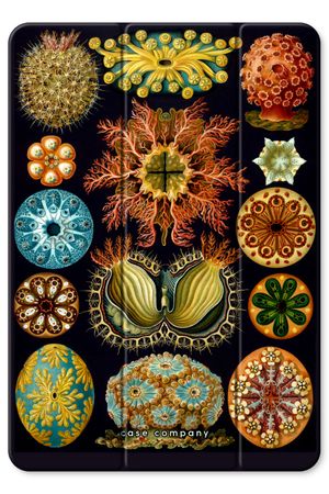 Haeckel Ascidiae