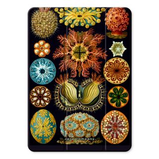 Haeckel Ascidiae
