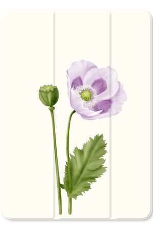 Purple poppy