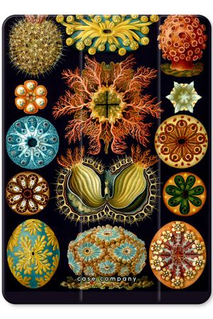 Haeckel Ascidiae