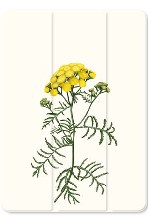 Tansy