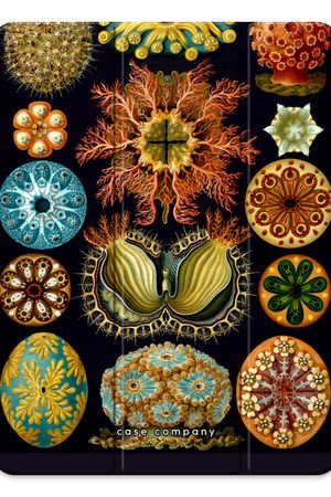 Haeckel Ascidiae