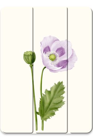Purple poppy