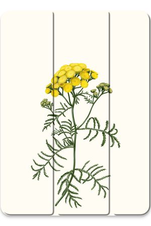 Tansy