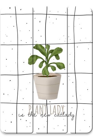 Houseplant on windowpane