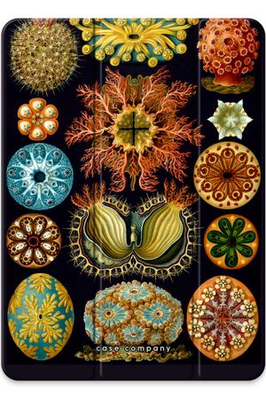 Haeckel Ascidiae