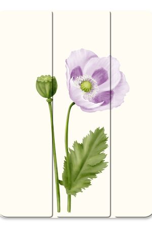 Purple poppy