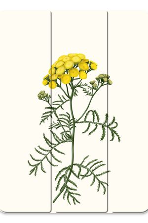 Tansy