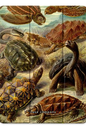 Haeckel Chelonia