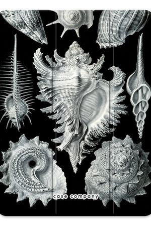 Haeckel Prosobranchia
