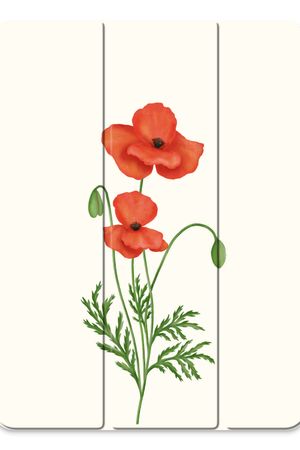 Red poppy