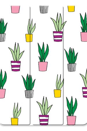 Sanseveria