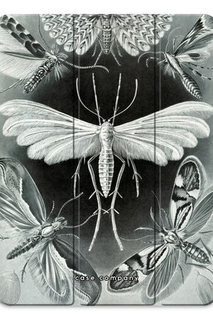Haeckel Tineida
