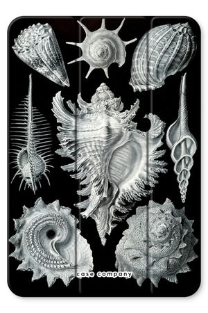 Haeckel Prosobranchia