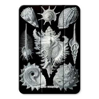 Haeckel Prosobranchia