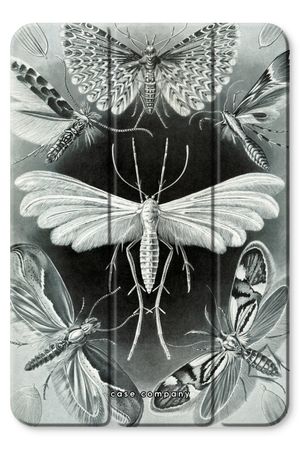 Haeckel Tineida