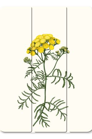 Tansy