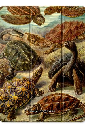 Haeckel Chelonia
