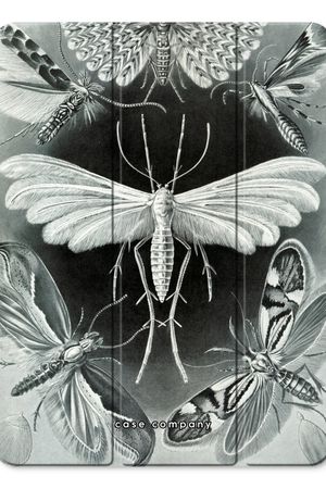 Haeckel Tineida