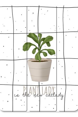 Houseplant on windowpane