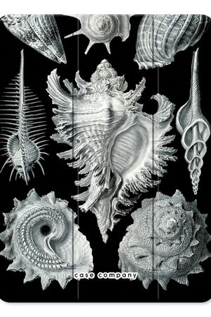 Haeckel Prosobranchia