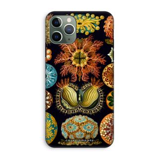 Haeckel Ascidiae