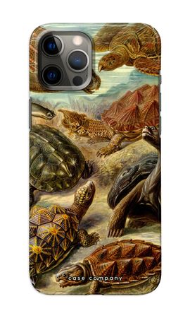 Haeckel Chelonia