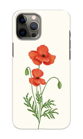 Red poppy