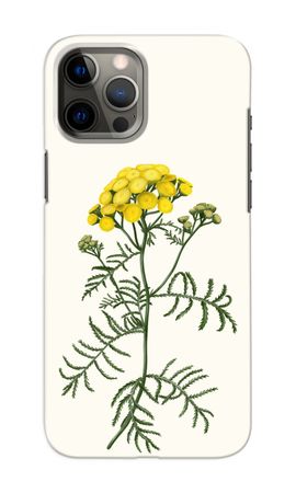 Tansy