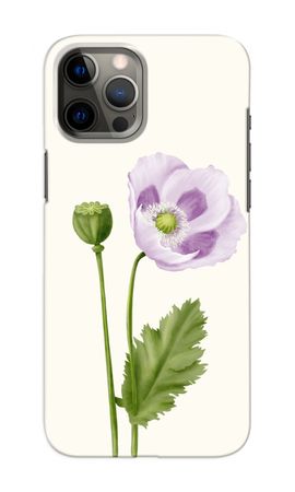 Purple poppy