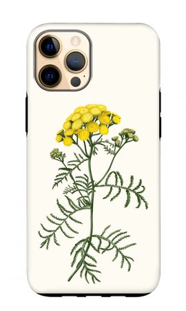 Tansy