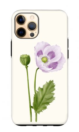 Purple poppy