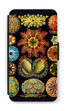Haeckel Ascidiae