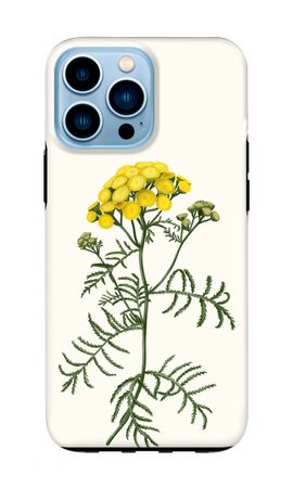 Tansy