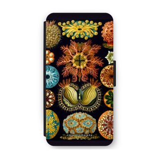 Haeckel Ascidiae