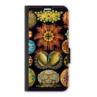 Haeckel Ascidiae