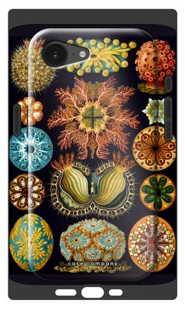 Haeckel Ascidiae