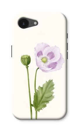Purple poppy