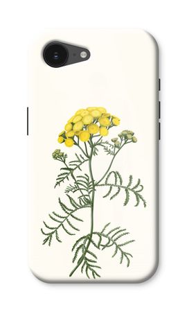 Tansy