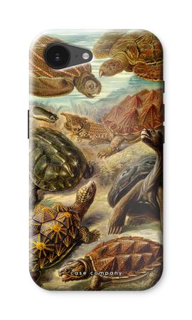 Haeckel Chelonia