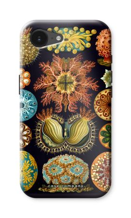 Haeckel Ascidiae