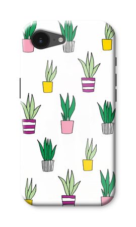 Sanseveria