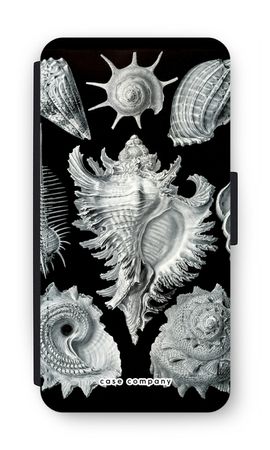 Haeckel Prosobranchia