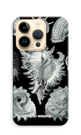 Haeckel Prosobranchia