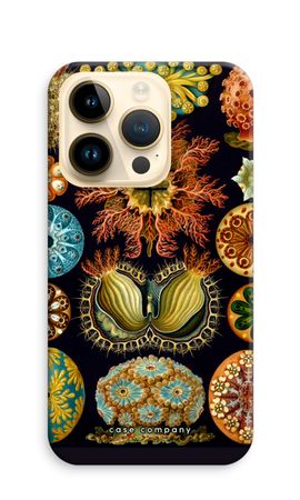 Haeckel Ascidiae