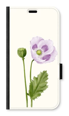 Purple poppy