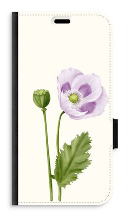Purple poppy
